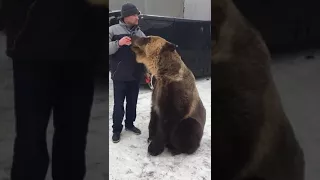 Медведь просит еду угар