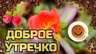 Красивое Пожелание Доброго Утра Хорошего Дня #сдобрымутром #доброеутро #открыткисдобрымутром