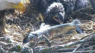 Decorah NN~ Dad brings a big breakfish~08:55 am  2017/05/04