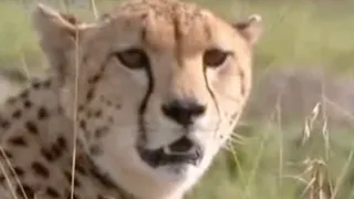 Baby Cheetah Vs. Baboon | BBC Wildlife