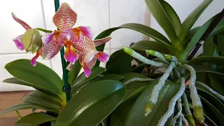 47. ПРУТ КОРНИ у орхидей в кашпо без грунта! Обзор орхидей в середине октября 2019