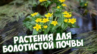 Лучшие растения для сырых мест ❀ как правильно подобрать.