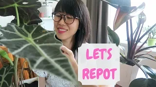 Repotting Alocasia and Red Congo | Jan 2019