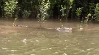 Crocodile eating cow carcass