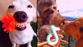 Cute and Funny animals that will make your day awesome | Tiktok Compilation #viral #tiktok #animals