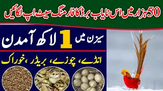 Beautiful Pheasant Birds Farming Egg Chicks and Feed details