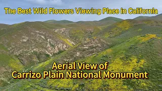 (4K) Aerial View of Carrizo Plain National Monument - Wildflowers Display 3/29/2024