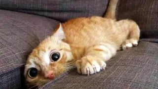 FUNNY CATS - FUNNIEST AND CUTEST CATS TO MAKE YOU LAUGH 2021😹