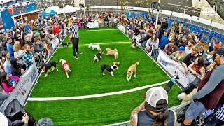 Puppy Bowl 2024 Animal Planet World Special for Dog Rescue TV & World Animal Rescue Network