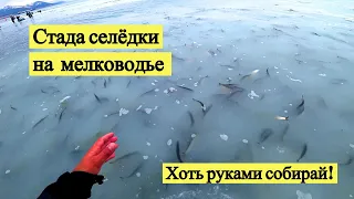 Стада селёдки на мелководье. Хоть руками собирай! // I pick herring with my hands! (Eng Subs)