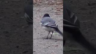 Wagtail: Why is she shaking her tail?