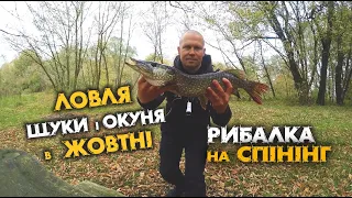 РИБАЛКА на СПІНІНГ в ЖОВТНІ з берега ! ЩУКА і ОКУНЬ КЛЮЮТЬ !