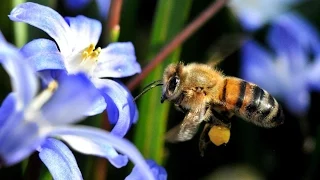 Planet Wissen - Bienen, vom Leben und Überleben