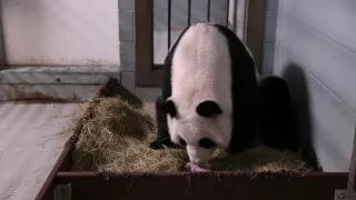 Raw: Giant Panda Gives Birth To Twins, Again