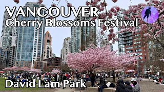 2024 🌸 Cherry Blossom Festival Walk Vancouver David Lam Park | 4K