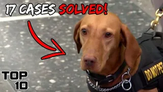 Top 10 Crimes Solved By Animals