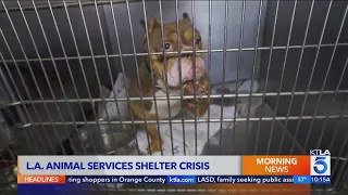 New L.A. Animal Services manager tackling overcrowding crisis