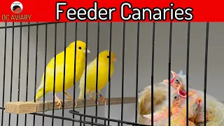 Pairing & Using Feeder Canaries For British Finches