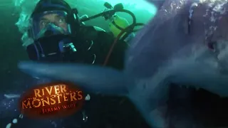 Swimming With HUNGRY SHARKS | SHARK | River Monsters