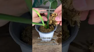 This Is EXACTLY How To Propagate Your Plants! 🌱 #shorts
