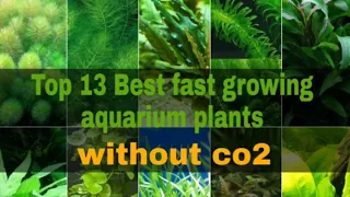 Top 13 Best fast growing aquarium plants (Without CO2).  Watch in Tamil