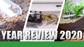 YEAR REVIEW | 2020 - Ant Holleufer