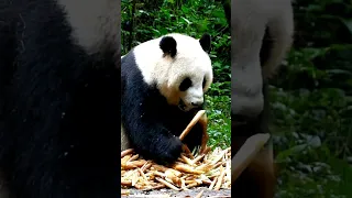 So Cute! Check Out These Adorable Pandas