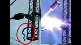 Large Snake got Electrocuted by High Voltage Railway OHE. Watch till the end.