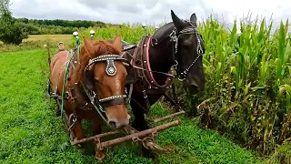 BIG TRAINING DAY for Duke & Earl!!! // Training Draft Horses #534