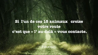 Si l’un de ces 15 animaux croisent votre route, c’est que « l’ au-delà » vous contacte