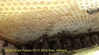 How  Effective Ukrainian Beehive of Vasyl Priyatelenko Works? Kiev, Ukraine