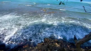 Ocean Waves and Bird Life ~ 4K