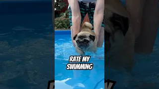 Future gold-medalist? #pug #dog #summervibes #swimming