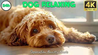 Relaxing Sleep Music For Dogs And Puppies ♫ Calm And Relax Your Dog Effectively ♥ Lullaby For Dogs