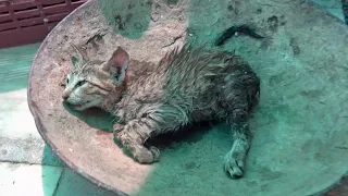 Saving a dying tiny kitten.