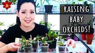 How to get an Orchid collection on a budget! - New Orchid seedlings, repotting & Care Tips!