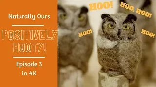 Hooting Over Salt Spring Island's Owls : Episode 3 of Naturally Ours in 4K