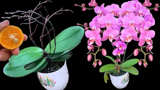 Just 1 thin slice! Even weak orchids will bloom all year round