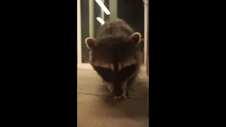 raccoon visitor