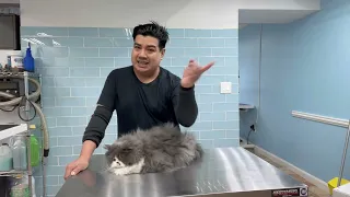 How To Groom my Persian Cat at Home, como banar a mi gato persa/  Cat Grooming in Queens NY