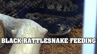 LIVE FEEDING A WESTERN DIAMONDBACK RATTLESNAKE!!  we feed a rat to our hyper melanistic atrox!!