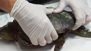 Snapping Turtle Shell Repair