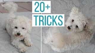 ALL ROSCO'S TRICKS! Every Command Our 2yr-Old Maltipoo Can Do!