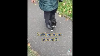 помощь бездомным животным