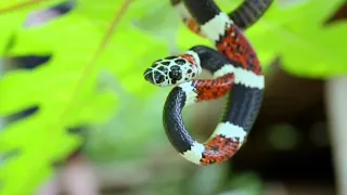 Deadliest Snakes 4K video ultra hd 60FPS (ULTRA HD)