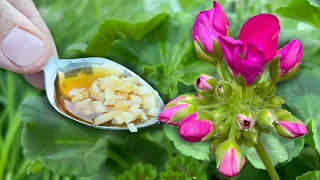 1 чайная ложка под любой домашний цветок и он снова позеленеет, оживет и пышно зацветет!