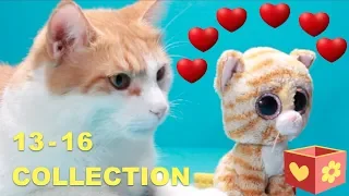 Simba and George | Cute and funny cats | Bellboxes | Collection