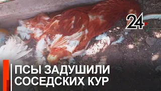 Собаки разоряют курятники в садовом обществе