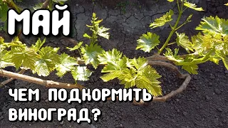 Чем подкормить виноград в мае? ВСЁ ПРОСТО!