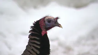 Wild turkey terrorizing neighbors in Coon Rapids